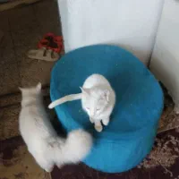 گربه سفیدقشنگ|گربه|نیشابور, کریم آباد|دیوار