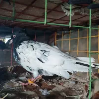 کله سیاه نروماده جوان