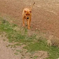 سگ پیتبول نگهبان