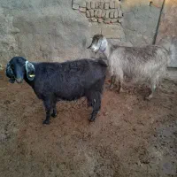 بزآبستن|حیوانات مزرعه|صحنه, |دیوار