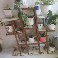 استند گل|گل و گیاه طبیعی|یزد, |دیوار