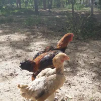 مرغ خروس مینیاتوری کوشامو