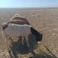 بز نژاد دار|حیوانات مزرعه|بوژگان, |دیوار