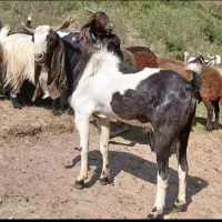 نر بز پاکستانی ۳۰