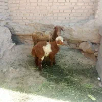 بره ماده|حیوانات مزرعه|نیشابور, مازول|دیوار