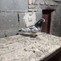 کفتر