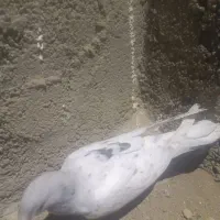 کفتر سرور خال سیاه دار