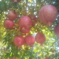 انار کوهدشت.کونانی..|خوردنی و آشامیدنی|کوهنانی, |دیوار