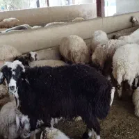 کاور پروار