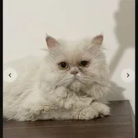 گربه اسکاتیش وبریتیش نر و ماده|گربه|کرج, گوهردشت|دیوار