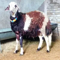 بره قوچ پلنگی.|حیوانات مزرعه|ملایر, |دیوار