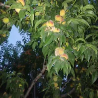 فروش باغ شبسترکافی الملک|فروش دفتر صنعتی، کشاورزی، تجاری|تبریز, |دیوار