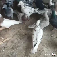 کبوتر|پرنده|مشهد, عنصری|دیوار