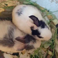 خرگوش خانگی