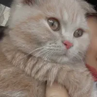واگذاری گربه ۷ ماهه اسکاتیش|گربه|یزد, |دیوار