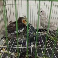 فروش یه جفت عروس هلندی|پرنده|بوکان, |دیوار