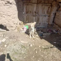 سگ گله به ضمانتی به فروش میرسد با  خر گله معاوضه