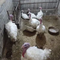 فروش بوقلمون زنده و گوشتی