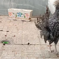 فروش مرغ سلطان|حیوانات مزرعه|اصفهان, پوریای ولی|دیوار