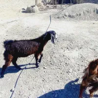 بز آبستن ۳عدد