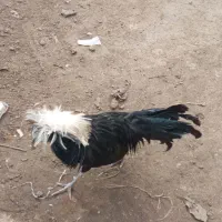 خروس لهستانی|حیوانات مزرعه|حویق, |دیوار