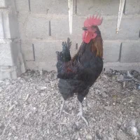 خروس سیاه