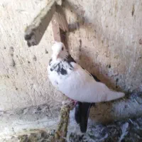 کفترشهرستانی|پرنده|مشهد, عبادی|دیوار