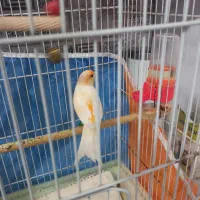 قناری نر زرد مست خوان