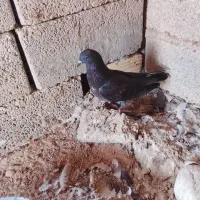 کفتر فروشی|پرنده|رویدر, |دیوار