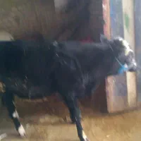 گوساله نر سیمینتال|حیوانات مزرعه|خاوه, |دیوار