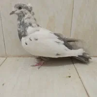 دمبی و سبز پلاکی و کوهی اصل|پرنده|شیراز, وزیرآباد|دیوار