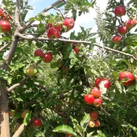 سیب استخوانی درجه یک