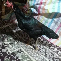 مرغ اصل