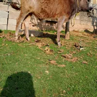 گاو یا ورزا کوله جرسی|حیوانات مزرعه|رشت, عینک|دیوار