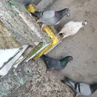 کبوتر پلاکی با پاکستانی