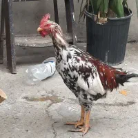 خوروس|حیوانات مزرعه|تهران, شهرک زینبیه|دیوار