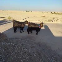 بز و بره|حیوانات مزرعه|شوشتر, |دیوار