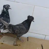 ۲۶عدد دم سفید کاکولی|پرنده|تربتحیدریه, کاشانی|دیوار