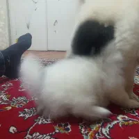 توله سگ پامرین ماده