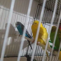 مرغ عشق انگلسی جفتی 400|پرنده|تربت جام, یحیی آباد|دیوار