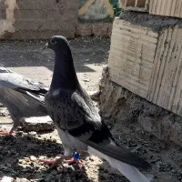 چند عدد کبوتر عروسک|پرنده|بم, |دیوار