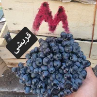 انگور سیاه دیم سردشت کردستان|خوردنی و آشامیدنی|مشهد, کوی دروی|دیوار