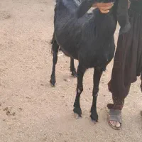 فروش گوسفند.بز .کعره وبره|حیوانات مزرعه|زهک, |دیوار