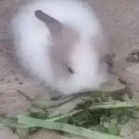 خرگوش فروشی|موش و خرگوش|خلیل آباد, |دیوار