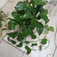 گیاه کاکتوس غوره ای و انواع پتوس