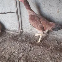 مرغ لاری اصل  بوقلمون ماده