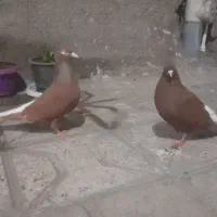 جفت سرخ دم سفید  .سرخ