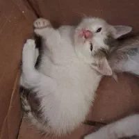 واگذاری رایگان بچه گربه