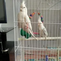 عروس‌هلندی‌البینو‌دوکت‌مولد