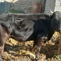 گاو با گوساله